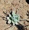 Image result for Dudleya Pulverulenta