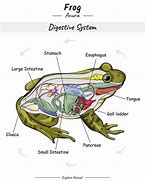 Image result for Frog Digestive System Diagram Labeled