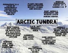 Image result for Arctic Tundra Biome Climate