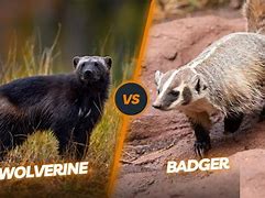 Image result for Wolverine Badger