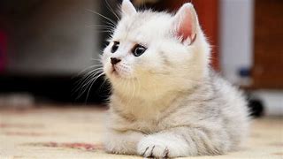 Image result for Free Cat Screensavers for Computers