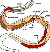 Image result for Python Anatomy