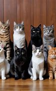 Image result for Smart Cat Breeds