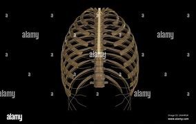 Image result for Thoracic Spinal Nerves