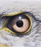 Image result for Eagle Eye Art