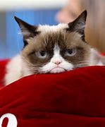 Image result for Grumpy Cat vs Spongebob