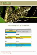 Image result for Reptile Taxonomy Chart