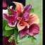 Image result for Calla Lily Bridal Bouquet Images