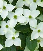 Image result for Kousa Dogwood