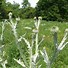 Image result for Scothc Thistle Weed