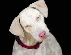 Image result for Pink Tooth Dog