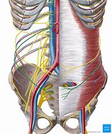 Image result for Ilioinguinal Nerve Sensory