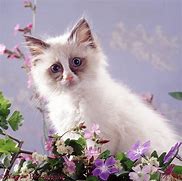 Image result for Kitten Spring Flowers