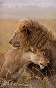 Image result for Loin Hug