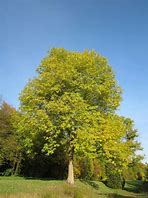 Image result for Shyamalan Ash Tree