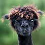 Image result for Alpaca Long Hair