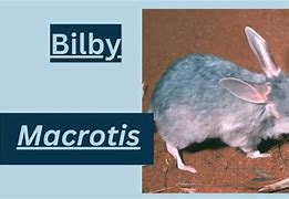 Image result for Bilby Fact Sheet