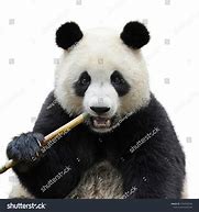 Image result for Panda Eating Fish