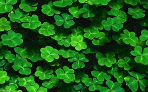 Image result for Lucky Wallpaper 4K