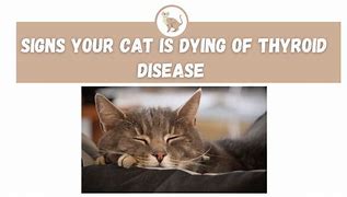 Image result for Cat Thyroid Tumor