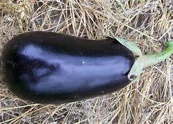 Image result for Black Eggplant