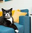 Image result for Chonky Tuxedo Cat