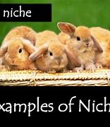 Image result for 26 Niche Bahns