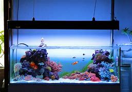 Image result for Shallow Fish Tank