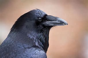 Image result for Raven Goofy Picture