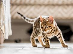 Image result for 4 Month Cat