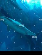 Image result for Shark in Deep Water