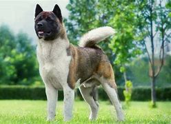 Image result for Akita AKC