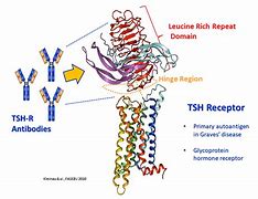 Image result for TSH Receptor Antibodies