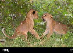 Image result for Lions Fighting Other Animals