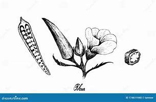 Image result for Okra Drawing