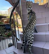 Image result for Serval Cat Meow