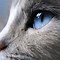 Image result for Cat Eyes Wallpaper