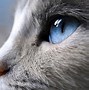 Image result for Cat Eyes Wallpaper