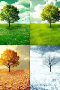 Image result for Zagu 4 Seasons