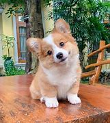 Image result for Adorable Baby Corgi