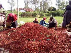 Image result for Kenya Coffee Farm