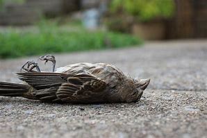 Image result for Beautiful Dead Bird