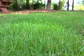 Image result for Zoysia Grass Lawn