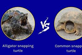 Image result for Common Snapping Turtle Growth Chart