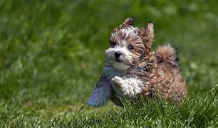 Image result for Jack Bichon Havanese Puppies