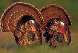 Image result for Turkey Animal Picture