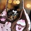 Image result for Cute Little Puppy Teacup Yorkie