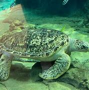 Image result for Nagoya Aquarium