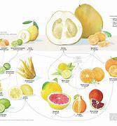 Image result for Citrus Genus