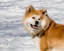 Image result for Akita Pics